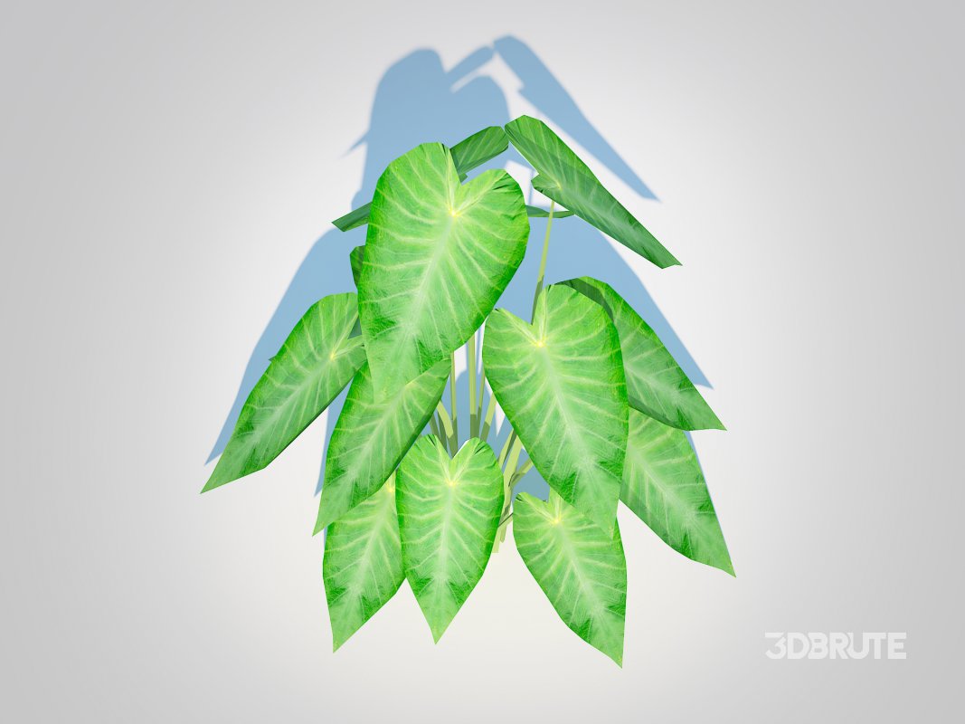 Colocasia esculenta -Green Taro Image 2