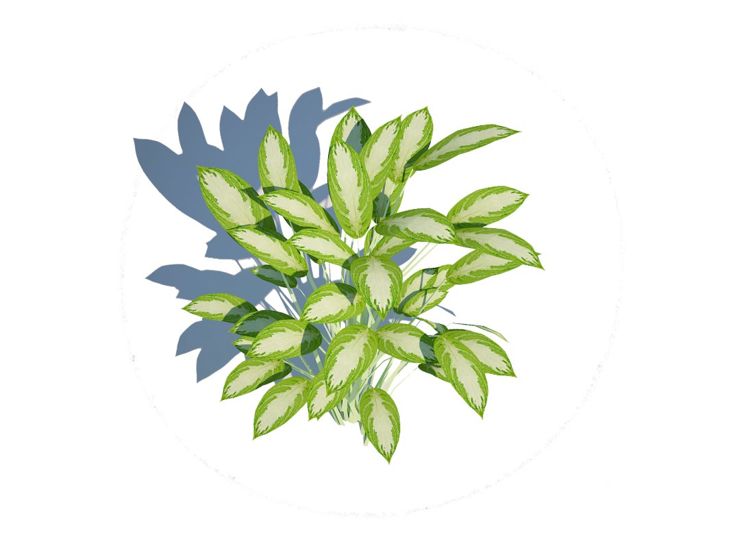 Aglaonema commutatum Image 3