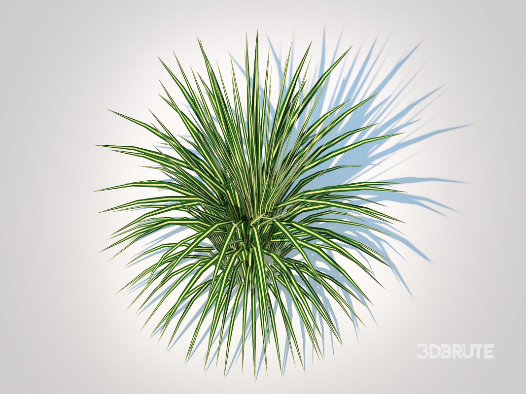 Carex morrowii-sedge Image 2