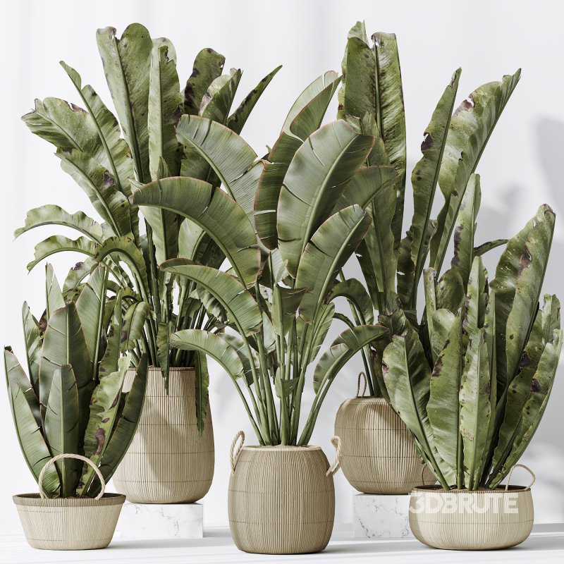 AV Indoor plants set 205 Ravenala Banana Strelitzia Nicolai Bird Of Paradise Image 7