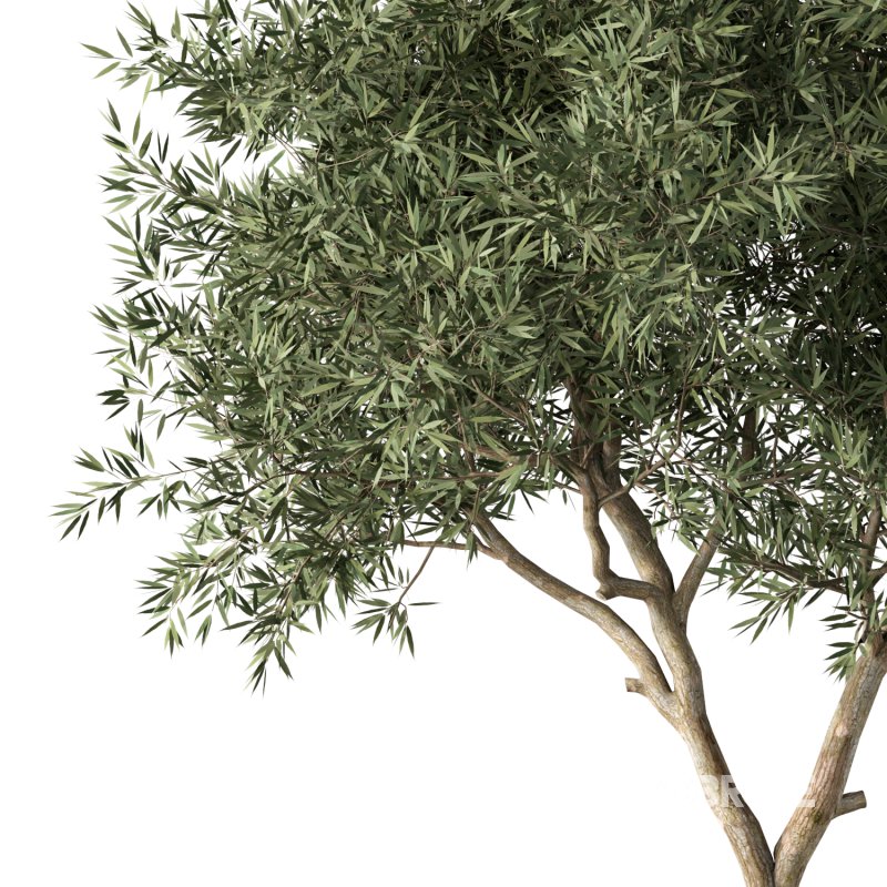 Olive Tree Indoor Plant Set.4 Image 3