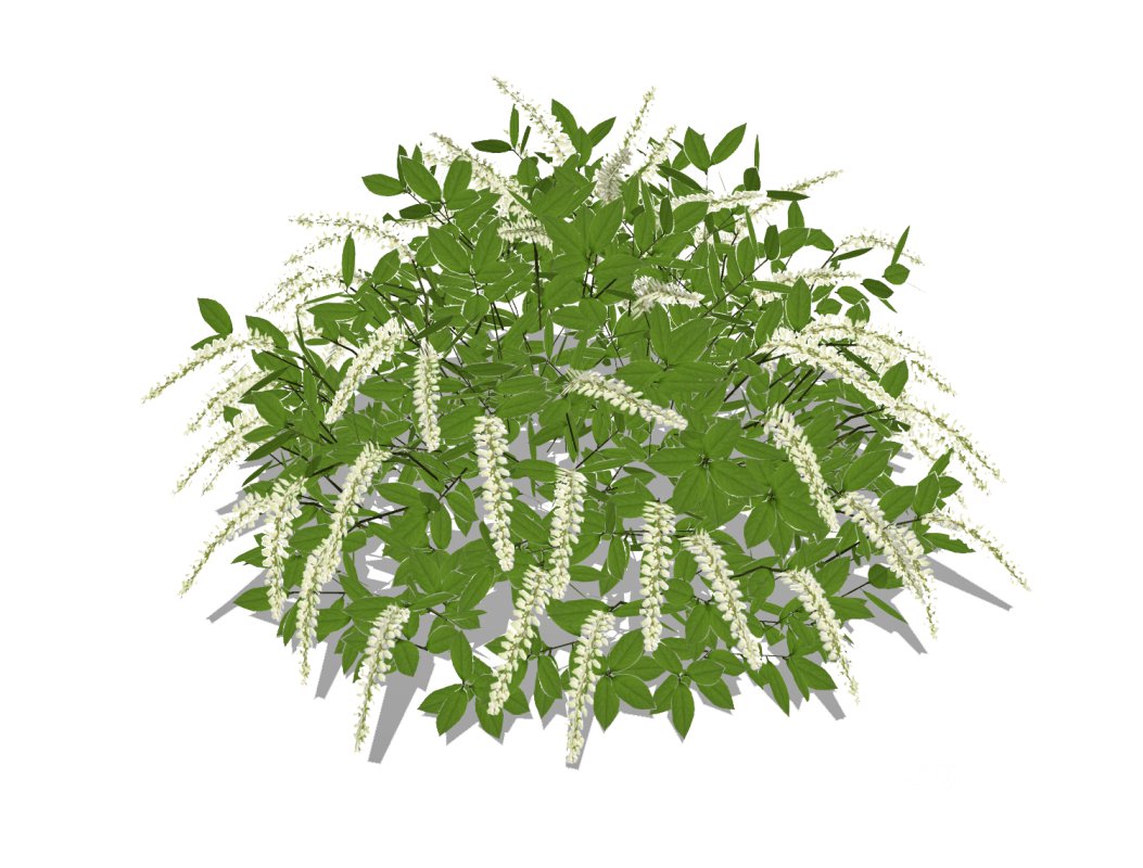 Itea virginica Henrys Garnet-Henrys Garnet Sweetspire Image 3