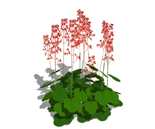 Heuchera sanguinea – coral bells