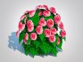 Begonia -Pink - Thumbnail 3