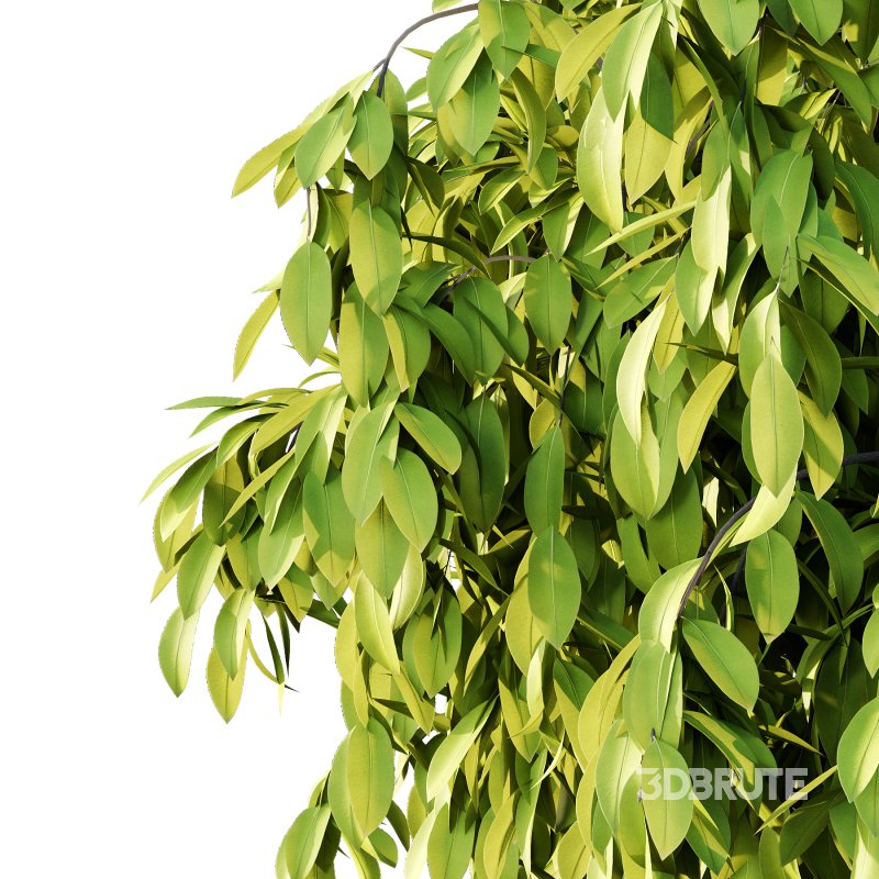 Osmanthus Fragrans Tree 02 Image 5