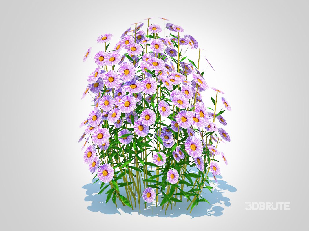 Aster novae-angliae – New England Aster – mauve Image 5