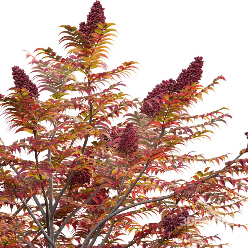 Rhus typhina – Staghorn Sumac 04 Image 4