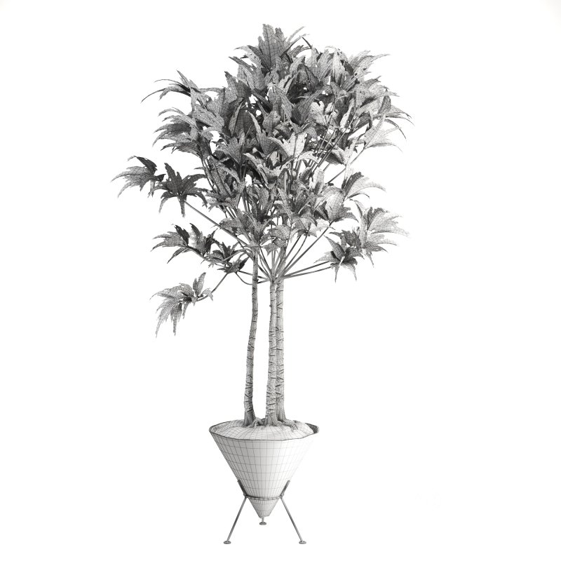 Potted Cone Indoor Plant Philodendron Image 4