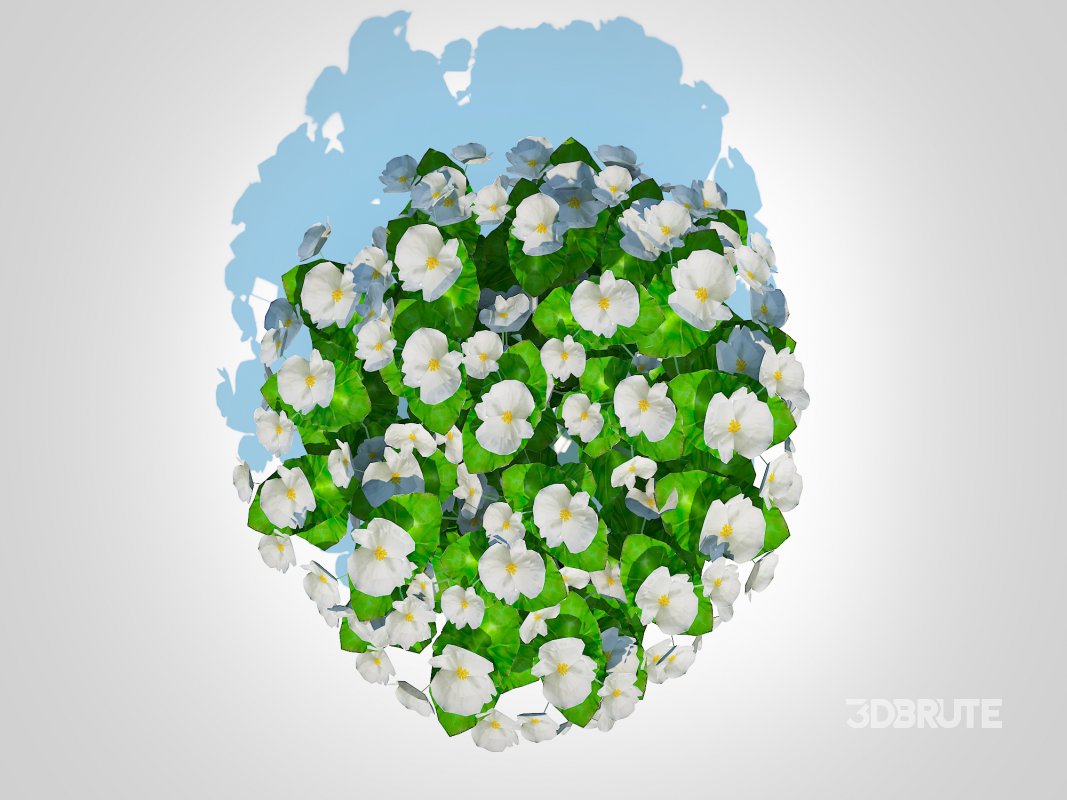 Begonia semperflorens – white Image 5