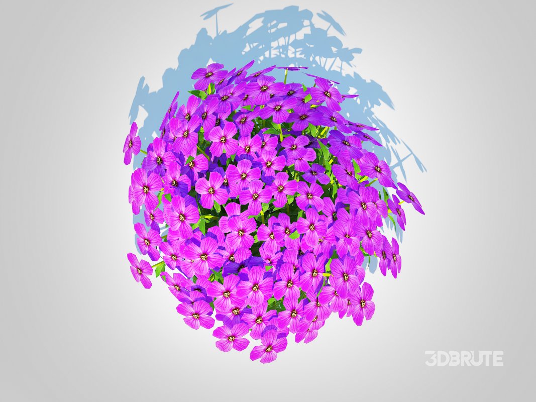 Aubrieta – Rock Cress Image 4