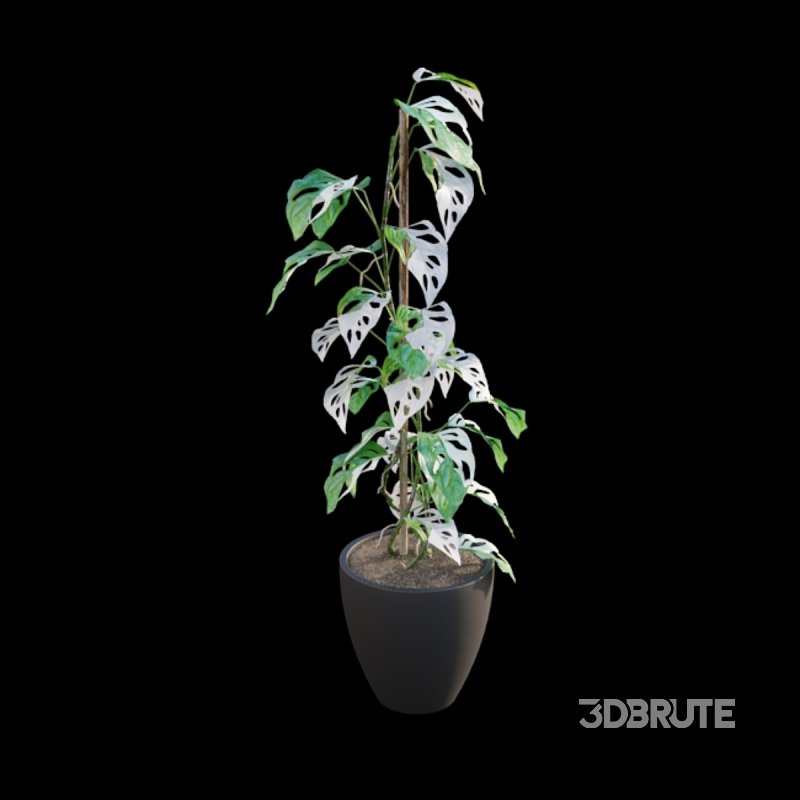 Monstera Adansonii – Swiss Cheese Plant – 02 Image 6