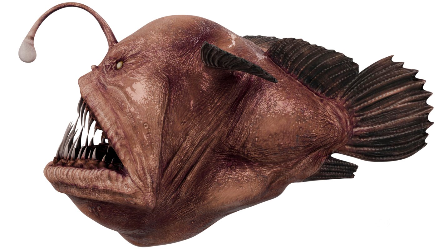 Angler Fish Image 2