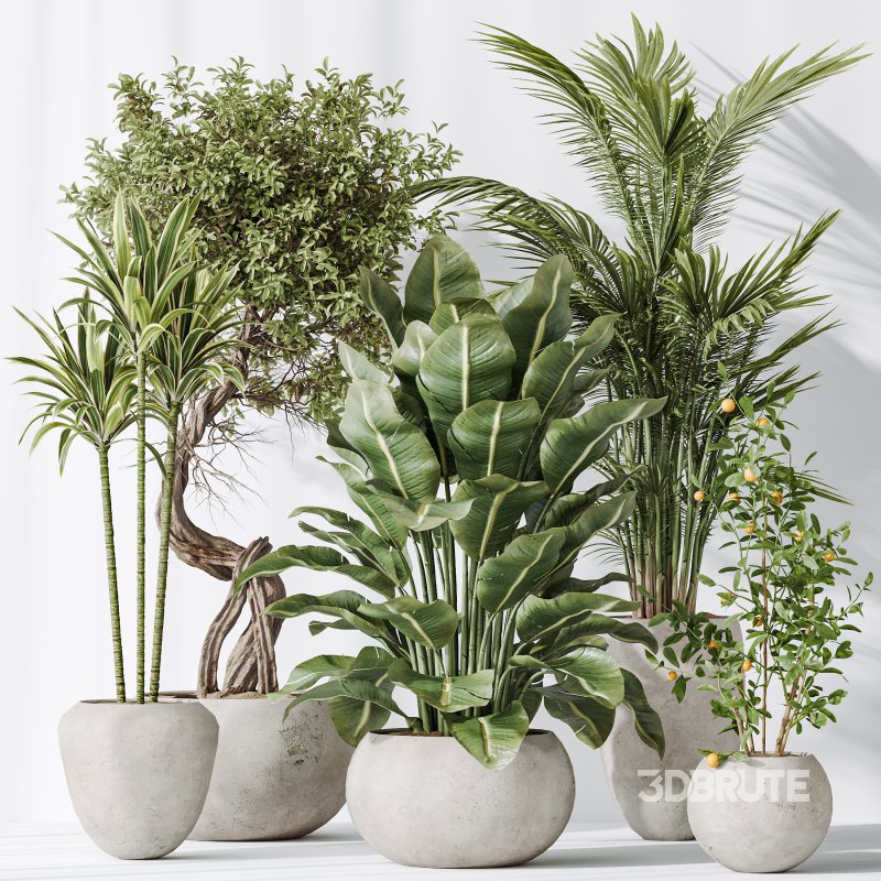 AV Indoor plants set 197 Ficus Bonsai Ginseng and Lemon Lime Cane Dragon and ParadiseBird and Areca Palm Image 5