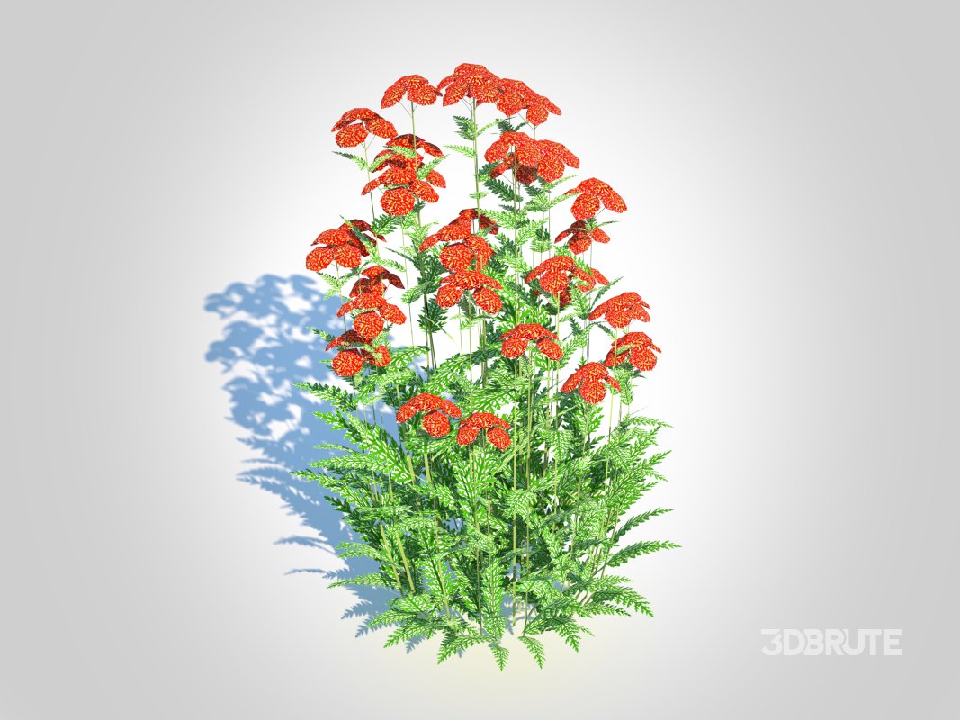 Achillea – yarrow red Image 1