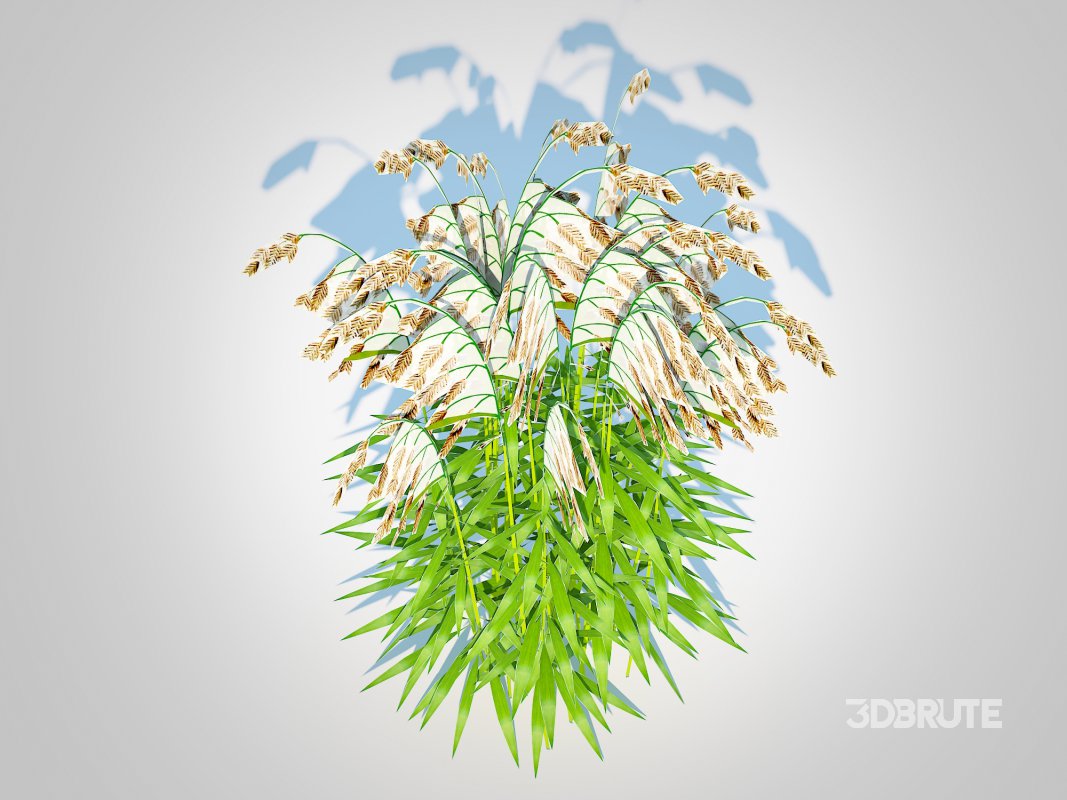 Chasmanthium latifolium – Northern Sea Oats Image 3