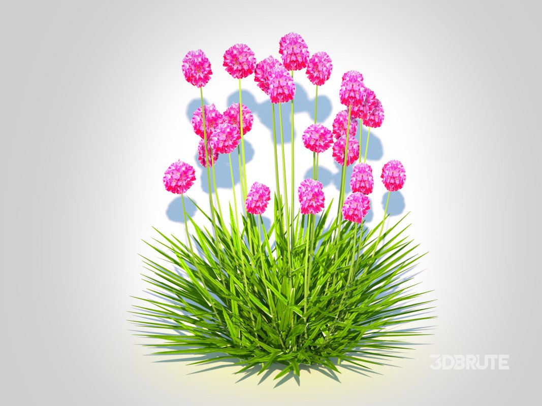 Armeria martima -Gloire de Dusseldorf Image 6