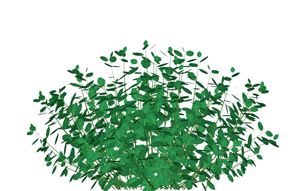 Euonymus Fortunei Image 4