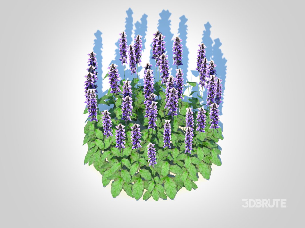 Ajuga ‘Catlin’s Giant’ – Bugleweed Image 3