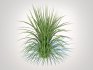 Carex morrowii-sedge - Thumbnail 5