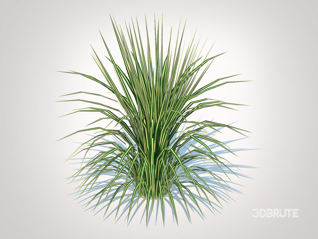 Carex morrowii-sedge Image 5
