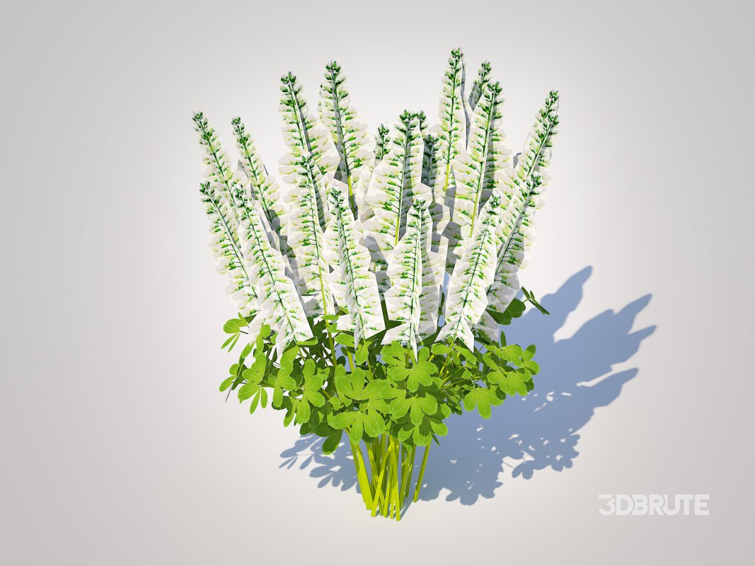 Baptisia australis – False Indigo_White Image 1