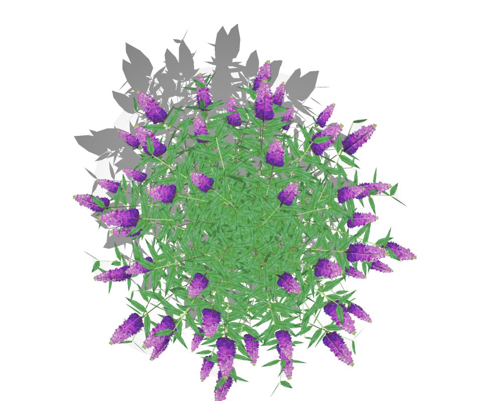 Buddleja Butterfly Bush Purple Image 3