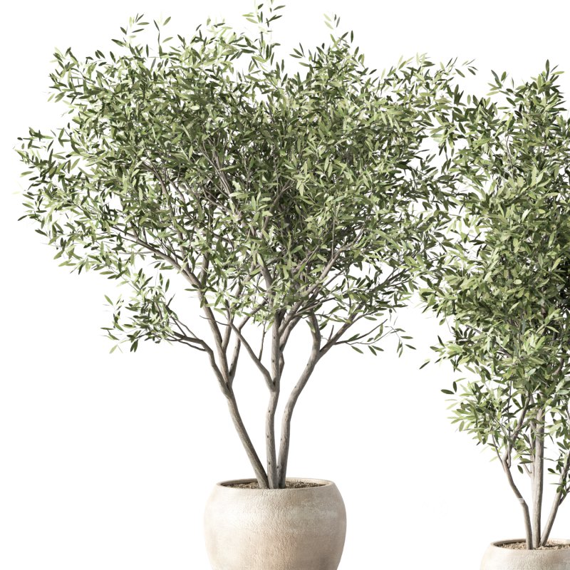 Olive Tree Indoor Plant Set.15 Image 3