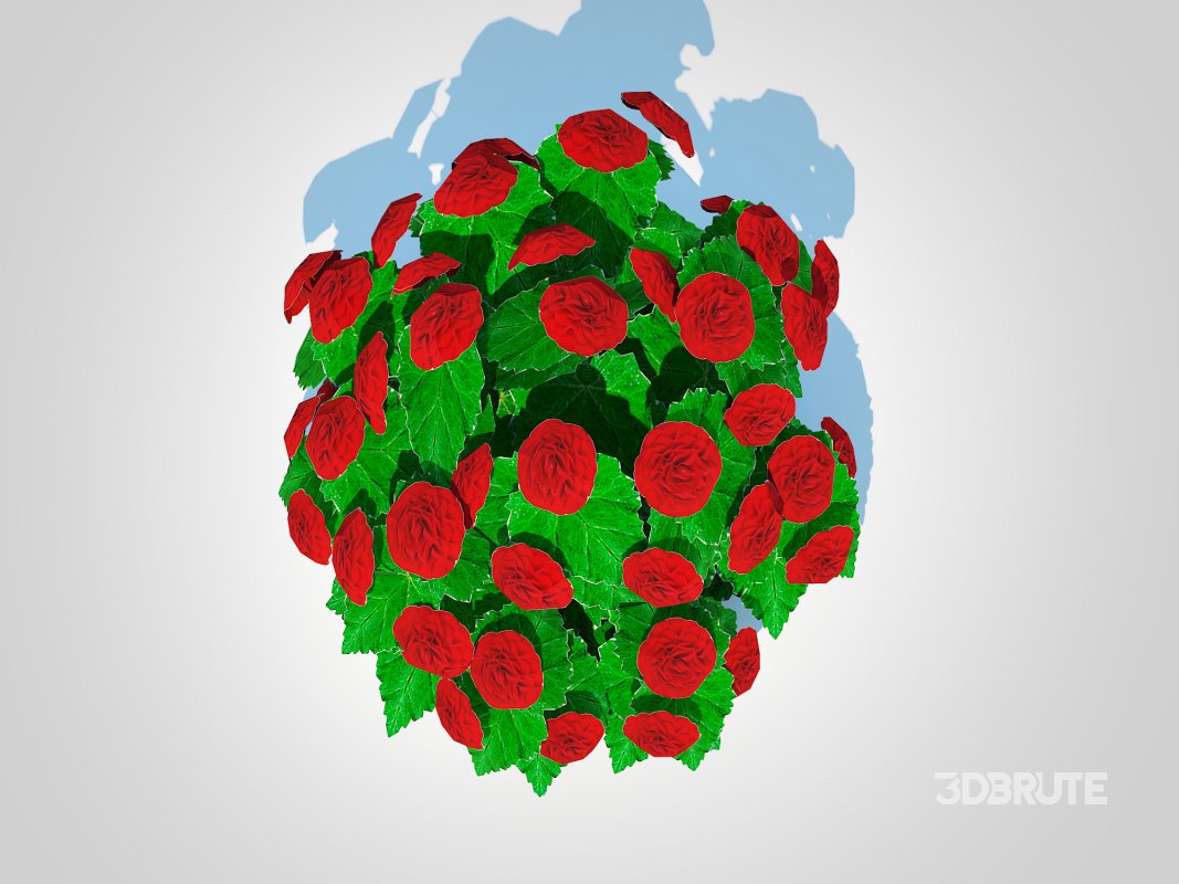 Begonia -Red Image 4