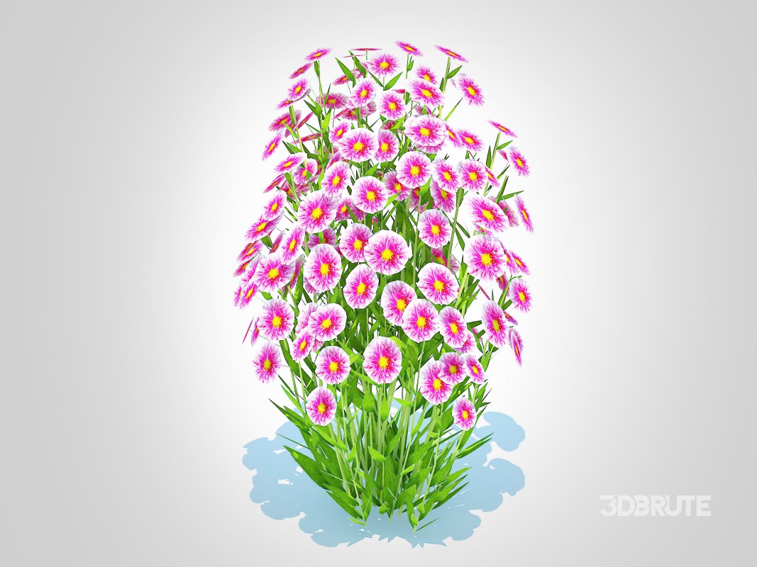 Aster novi-belgii – Dawrf Aster – pink Image 4