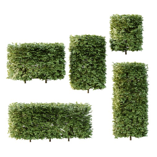 Carpinus Betulus Bush 02