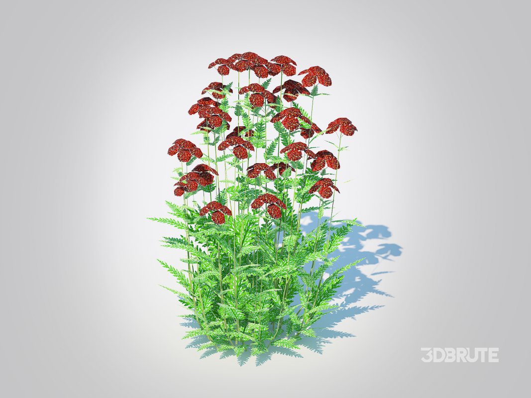 Achillea – yarrow dark red Image 3