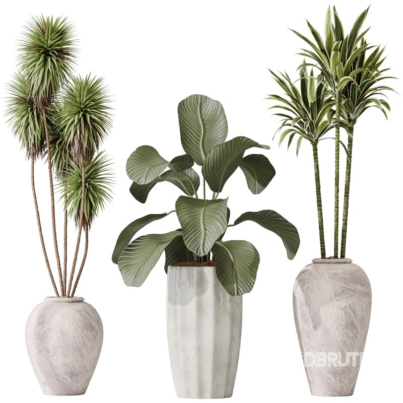 AV Indoor plants set 206 Mission Olive and Areca Palm and Yucca Elephantipes and Calathea Lutea and Dracaena Warneckii Image 3