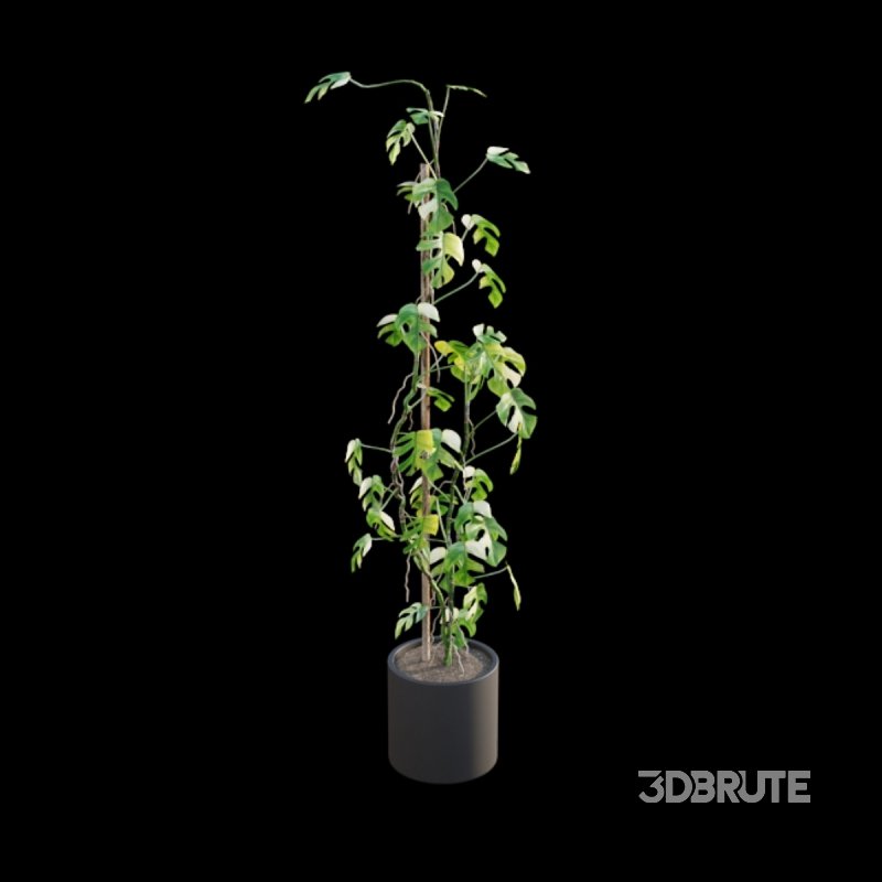 Rhaphidophora tetrasperma variegata – Mini Monstera Image 3