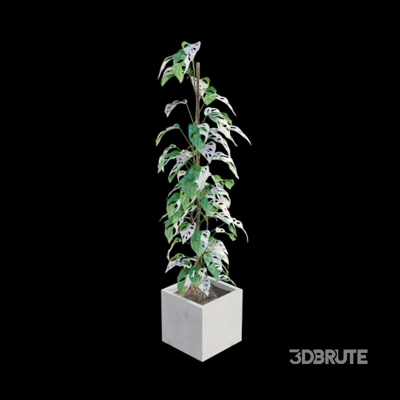 Monstera Adansonii – Swiss Cheese Plant – 02 Image 3