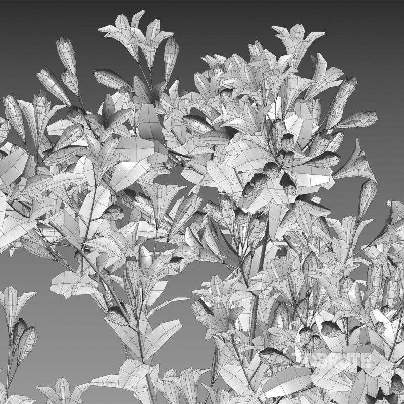 Weigela Florida 01 Image 6