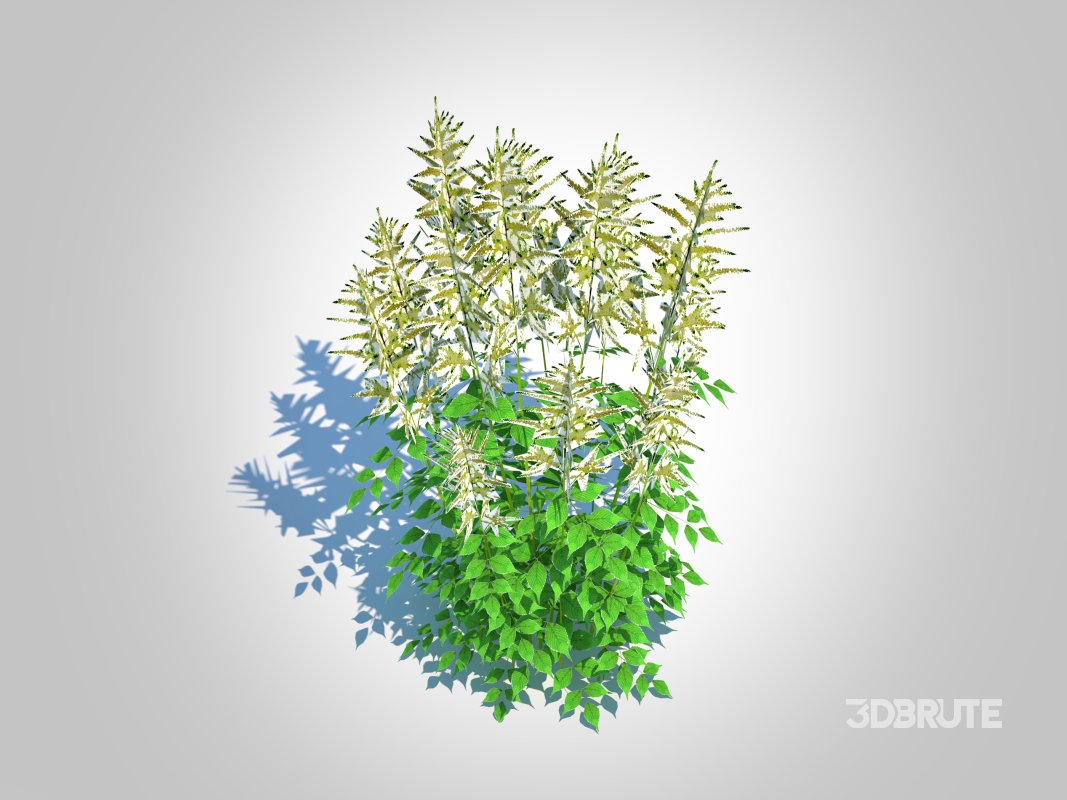 Aruncus-goatsbeard Image 3