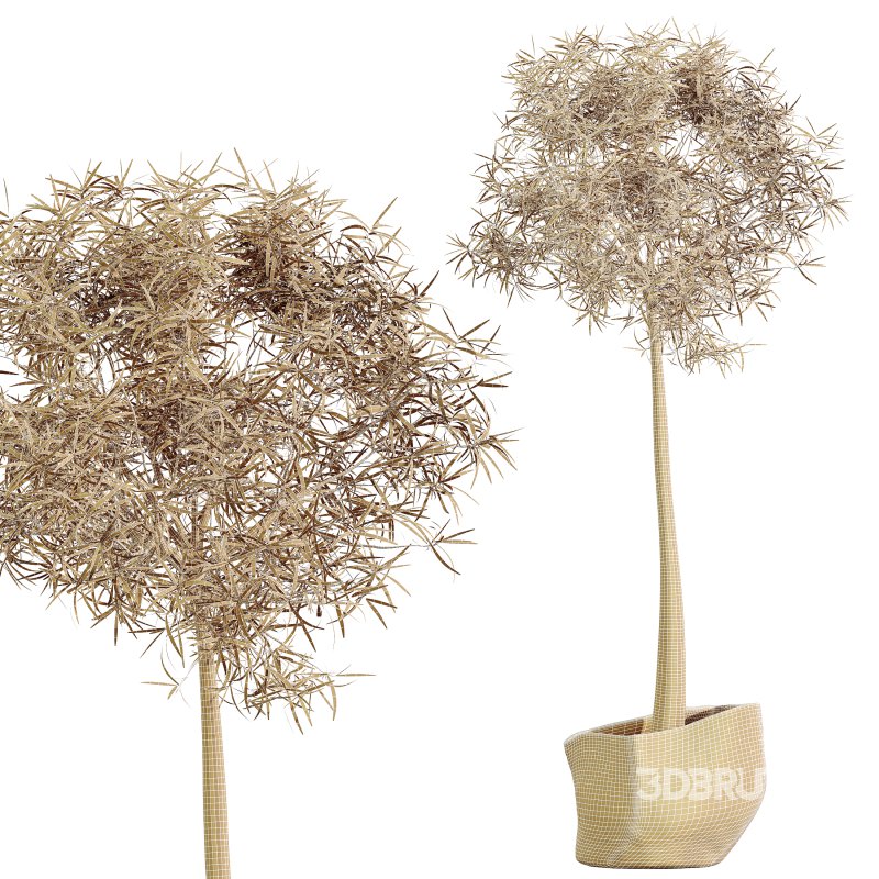 AV HousePlants Japandi Decorative Minimalism Ficus Dracaena Marginata18 Image 3