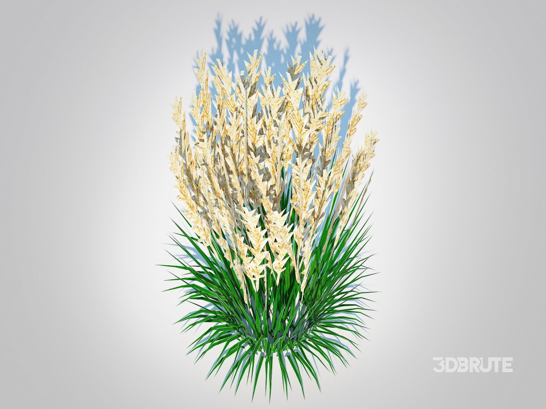 Calamagrostis-reed grass Image 4