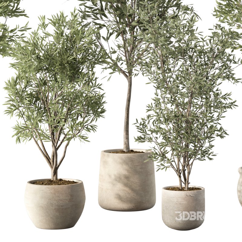 Olive Tree Indoor Plant Set.12 Image 2