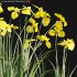 Iris pseudacorus – Yellow flag – 01 - Thumbnail 2