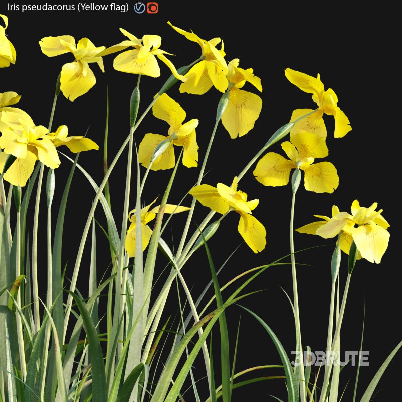 Iris pseudacorus – Yellow flag – 01 Image 2