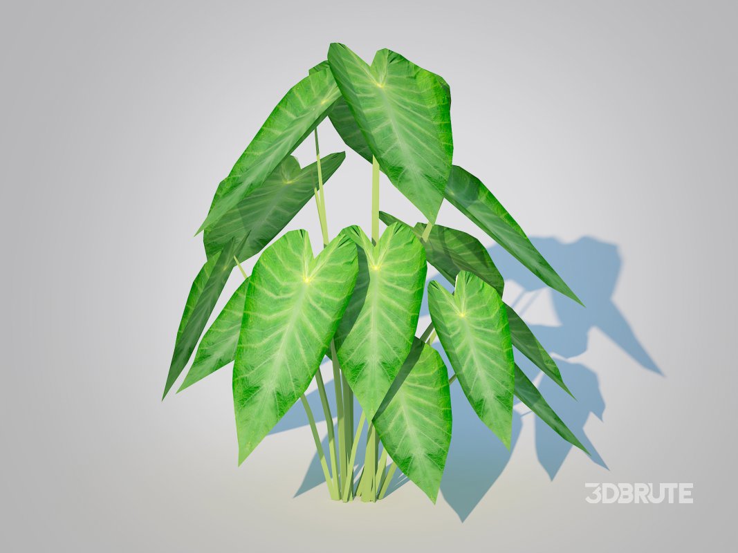 Colocasia esculenta -Green Taro Image 4