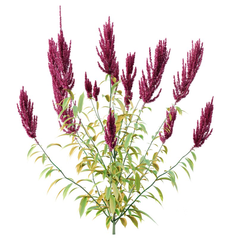 Different bush 07 Image 4