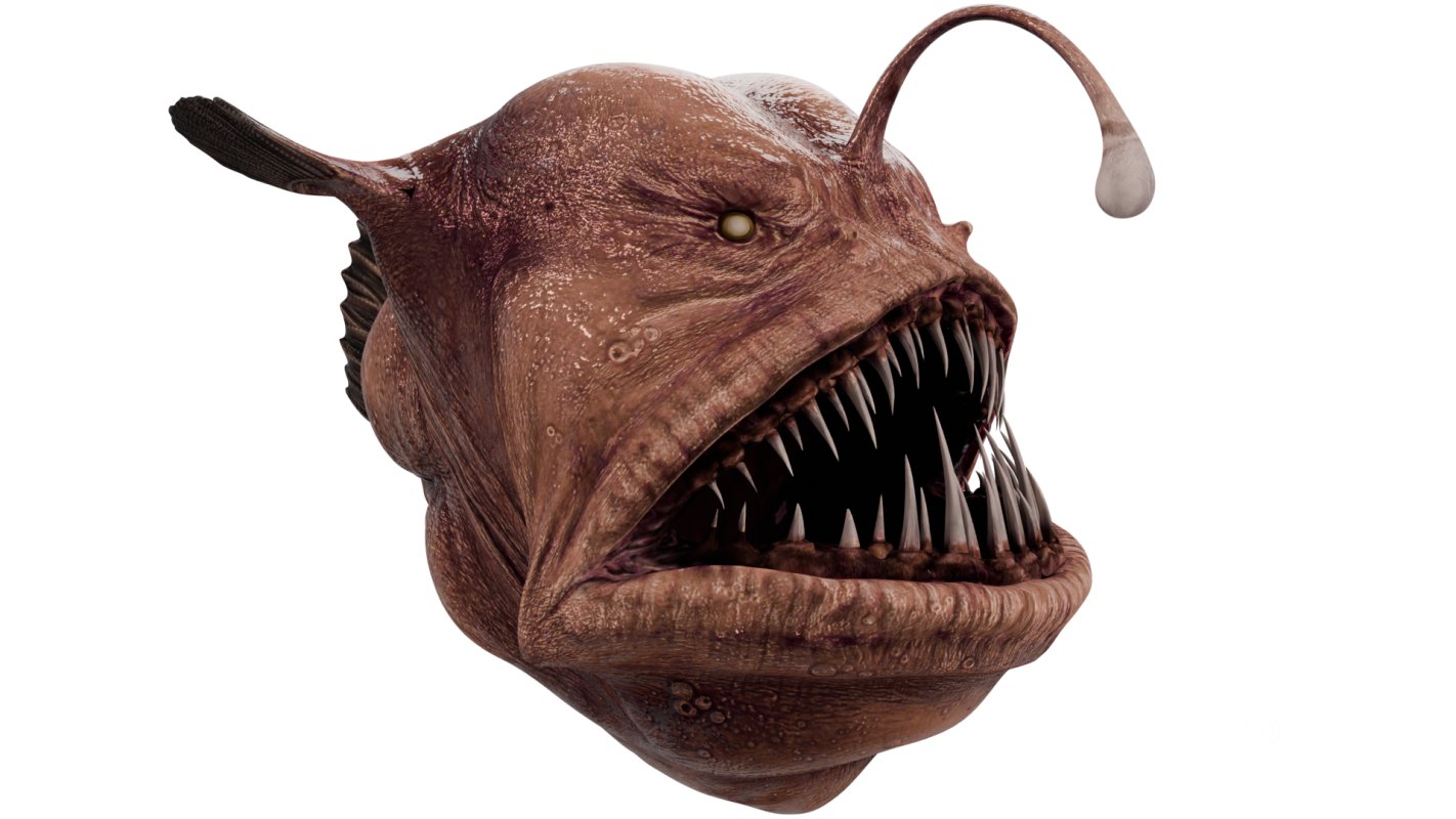 Angler Fish Image 7