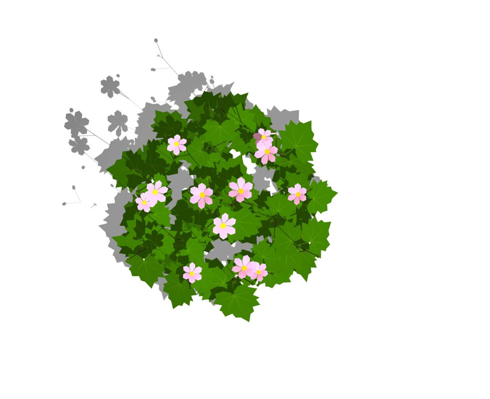 Anemone hybrida Image 1