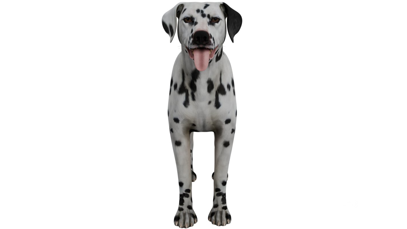 Dalmatian Image 7
