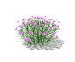 Dianthus plumarius - Thumbnail 3
