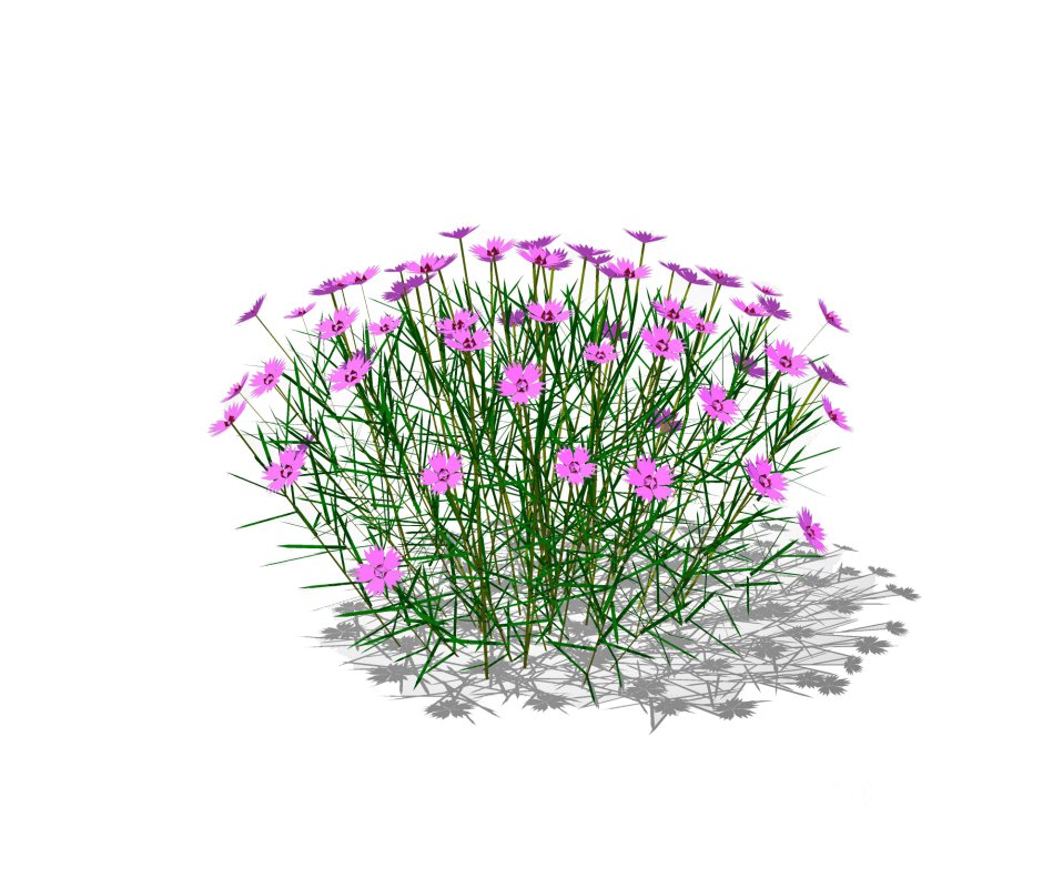 Dianthus plumarius Image 3