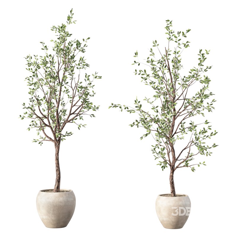 Olive Tree Indoor Plant Set.27 Image 2