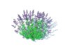Nepeta fassenii-blue catmint - Thumbnail 6
